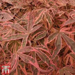 Acer Palmatum 'Shirazz' 14 Acer Palmatum 'Shirazz' -Garden Glory Sales shirazz6