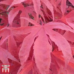 Acer Palmatum 'Shirazz' 15 Acer Palmatum 'Shirazz' -Garden Glory Sales shirazz7
