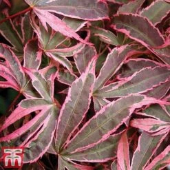 Acer Palmatum 'Shirazz' 16 Acer Palmatum 'Shirazz' -Garden Glory Sales shirazz8