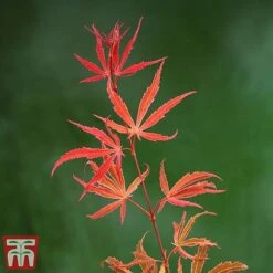 Acer Palmatum 'Shirazz' 17 Acer Palmatum 'Shirazz' -Garden Glory Sales shirraz3