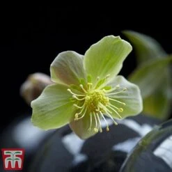 Hellebore 'Silver Star' -Garden Glory Sales silver3
