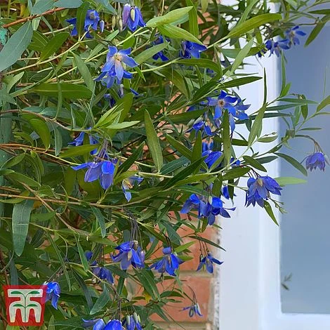 Sollya Heterophylla 'Ultra Blue' 4 Sollya Heterophylla 'Ultra Blue' - Image 2