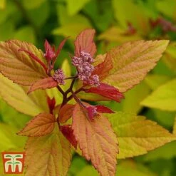Spiraea Betulifolia 'Pink Sparkler' -Garden Glory Sales spir pi