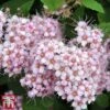 Spiraea Betulifolia 'Pink Sparkler' -Garden Glory Sales spir pink