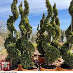 Leyland Cypress 'Castlewellan' Topiary -Garden Glory Sales spiral