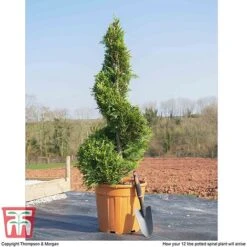 Leyland Cypress 'Castlewellan' Topiary -Garden Glory Sales spiral1