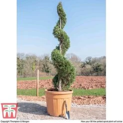 Leyland Cypress 'Castlewellan' Topiary -Garden Glory Sales spiral2