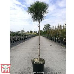 Pinus Nigra 'Pierrick Bregéon' -Garden Glory Sales standard