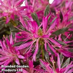 Azalea 'Starstyle Lilac' 16 Azalea 'Starstyle Lilac' -Garden Glory Sales starlilac4