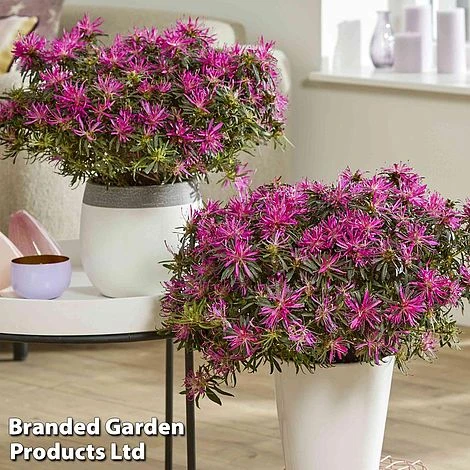 Azalea 'Starstyle Lilac' 7 Azalea 'Starstyle Lilac' - Image 5