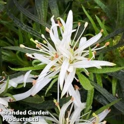 Azalea 'Starstyle White' -Garden Glory Sales starwhite2