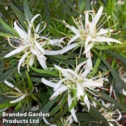 Azalea 'Starstyle White' -Garden Glory Sales starwhite3
