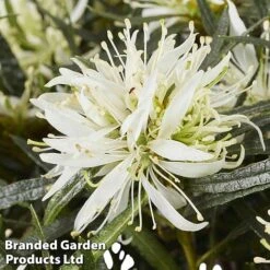 Azalea 'Starstyle White' -Garden Glory Sales starwhite4