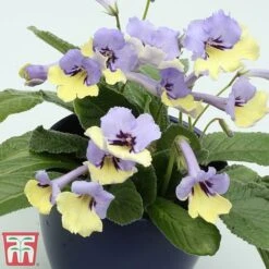 Streptocarpus 'Harlequin Blue' -Garden Glory Sales strep