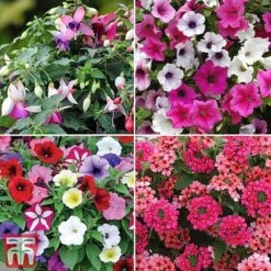 Nurseryman's Choice Container Mix -Garden Glory Sales sumbed52