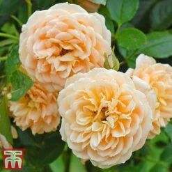 Rose 'Sweetie' (Patio Rose Standard) -Garden Glory Sales sweet31