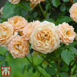Rose 'Sweetie' (Patio Rose Standard) -Garden Glory Sales sweet4