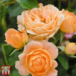 Rose 'Sweetie' (Patio Rose Standard) -Garden Glory Sales sweet5