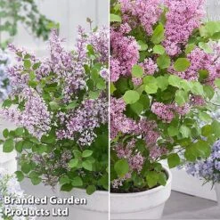 Syringa Flowerfesta® Duo 7 Syringa Flowerfesta® Duo -Garden Glory Sales syri duo3