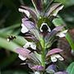 Acanthus Spinosus -Garden Glory Sales t ACAN T58284 B h