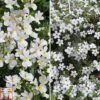 White Hanging Basket Duo