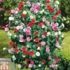 Camellia 'Tricolour' -Garden Glory Sales t44757 AD592226 AC66 819D 7F62219F9B725BCA
