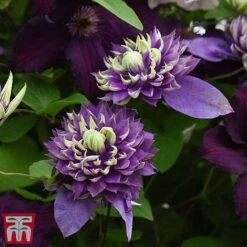 Clematis Florida 'Taiga' -Garden Glory Sales taig4