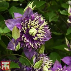 Clematis Florida 'Taiga' -Garden Glory Sales taiga