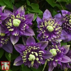Clematis Florida 'Taiga' -Garden Glory Sales taiga3
