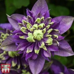 Clematis Florida 'Taiga' -Garden Glory Sales taiga5