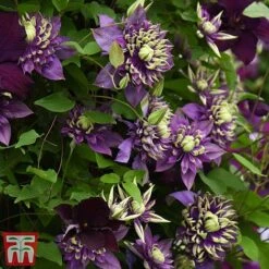 Clematis Florida 'Taiga' -Garden Glory Sales taiga6