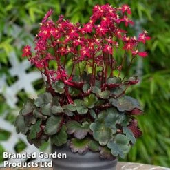 Saxifraga Dancing Pixies Duo -Garden Glory Sales tally