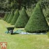 Taxus Baccata -Garden Glory Sales taxu baca2