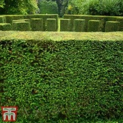 Taxus Baccata 12 Taxus Baccata -Garden Glory Sales taxu baca4