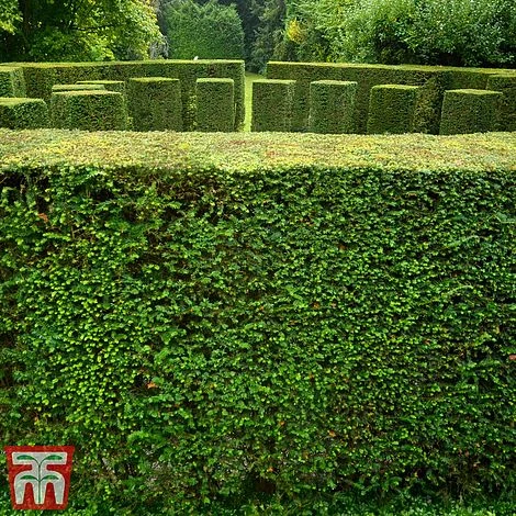 Taxus Baccata 5 Taxus Baccata - Image 3