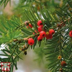 Taxus Baccata 13 Taxus Baccata -Garden Glory Sales taxu baca5