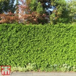Thuja Occidentalis 'Brabant' -Garden Glory Sales thujab