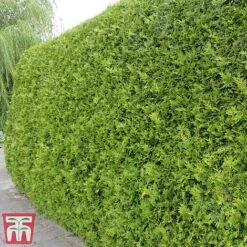 Thuja Occidentalis 'Brabant' -Garden Glory Sales thujac