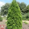 Thuja Occidentalis 'Brabant' -Garden Glory Sales thujae