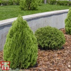 Thuja Occidentalis 'Brabant' -Garden Glory Sales thujaf