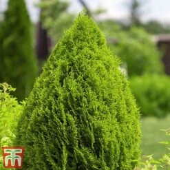 Thuja Occidentalis 'Brabant' -Garden Glory Sales thujah
