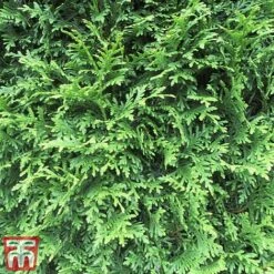 Thuja Occidentalis 'Brabant' -Garden Glory Sales thujja