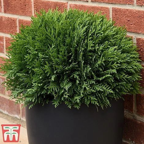 Thuja Occidentalis 'Tiny Tim' 4 Thuja Occidentalis 'Tiny Tim' - Image 2