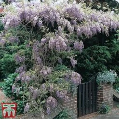 Wisteria Sinensis -Garden Glory Sales tmw