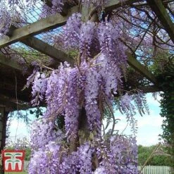 Wisteria Sinensis -Garden Glory Sales tmw2
