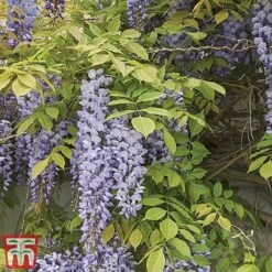 Wisteria Sinensis -Garden Glory Sales tmw6