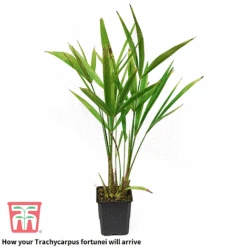 Trachycarpus Fortunei -Garden Glory Sales trach 2