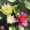 Water Lily Trio With A Pond Basket 1 Water Lily Trio With A Pond Basket -Garden Glory Sales trio5