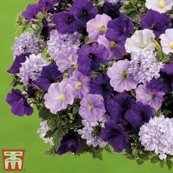 True Beauty Colour Themed Collection -Garden Glory Sales truebeauty3