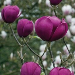 Magnolia 'Black Tulip' -Garden Glory Sales tulip3